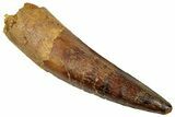 Fossil Spinosaurus Tooth - Real Dinosaur Tooth #329571-1